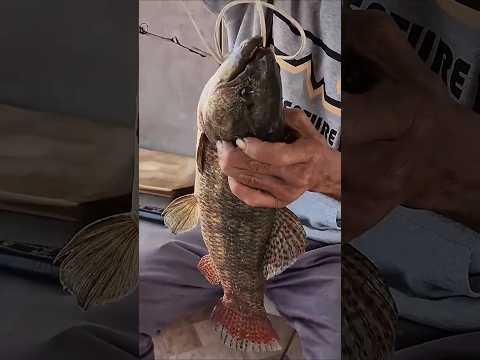 Camping Sheremeta - Porto Amazonas PR/ Pesca, camping e comida na brasa