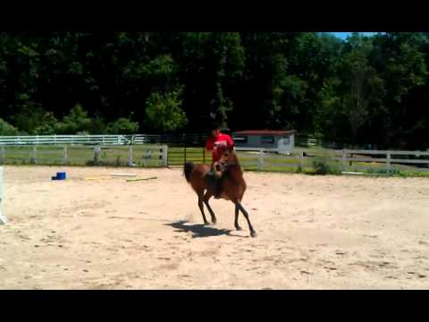 Drisana riding Ziggy.