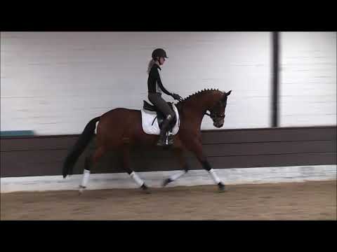 4j. Stute von Buckingham