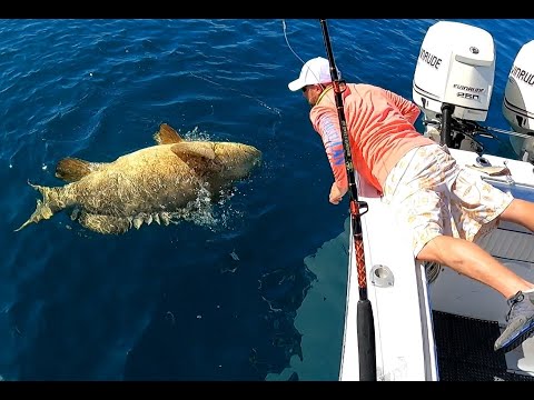 Goliath Grouper 400Ib Sea Monster caught wreck fishing in the Florida Keys