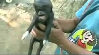 Piggy born with a human head in Guatemala Video