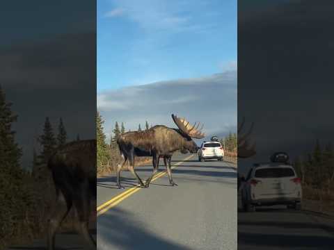 😮 Look at him next to that car... I 📷 by talladegasupreme I #Alaska #Moose #wildlife