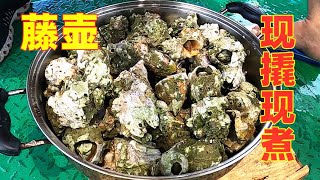 [問卦] 有人吃過藤壺嗎？0.0