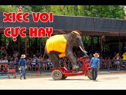 Elephant Show in Thailand – Xiếc Voi Độc Đáo Và Thú Vị - Stunning Tricks & Talent