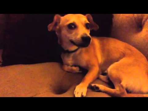 YouTube video about: Why does my dog not like me sniffing him?