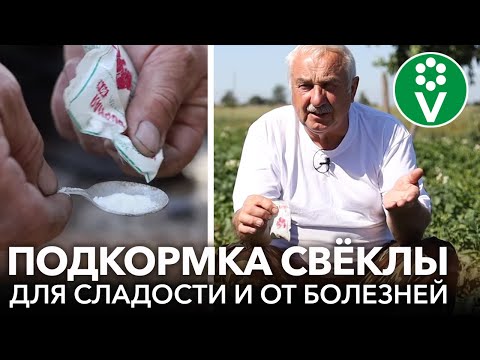 ВСЕГДА ОПРЫСКИВАЮ СВЁКЛУ ТАК В ИЮЛЕ и корнеплоды вырастают сладкими, сочными и хорошо хранятся
