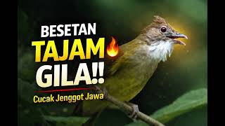 Download lagu Besetan Tajam Gila! Cucak Jenggot Jawa Full Isian Rapat 🔥 mp3
