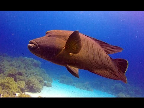 Diving Yolanda reef. May 2015