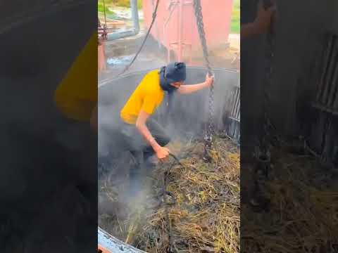 oil extraction of peppermint mentha oil #agriculture #mentha #oil #farmingvideos