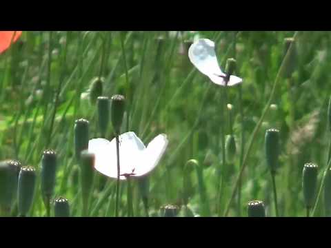 Mark Knopfler, Time Will End All Sorrow, (White and red poppies)