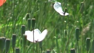 Mark Knopfler, Time Will End All Sorrow, (White and red poppies)