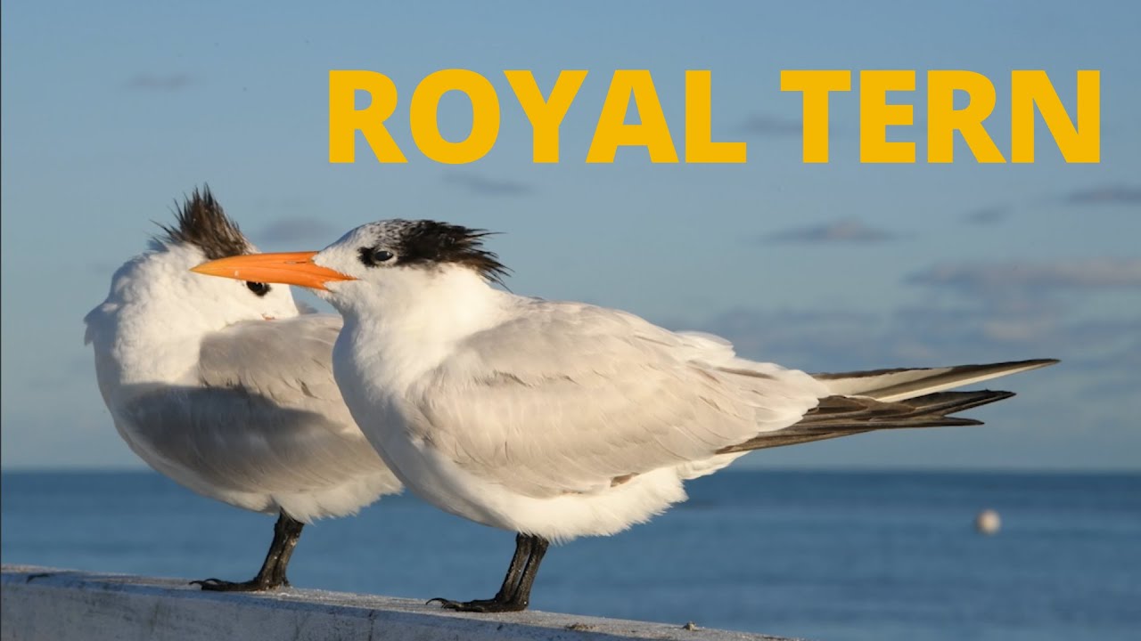 Royal Terns