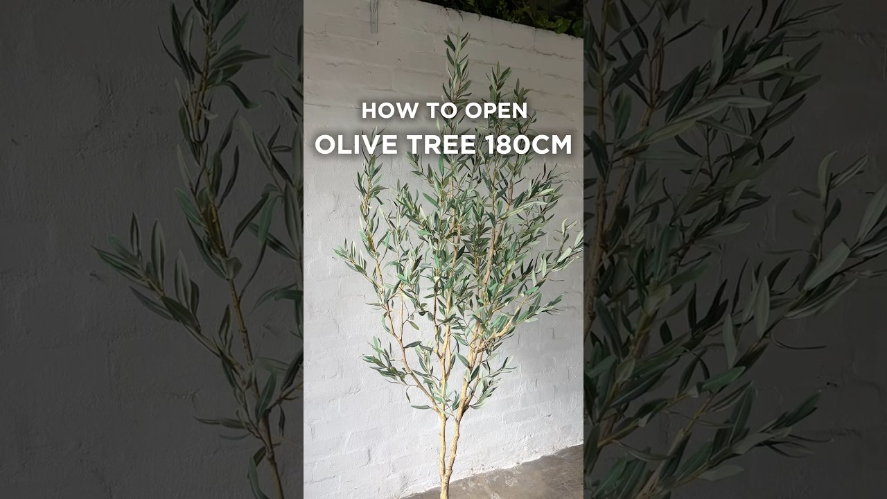 How To Open Our Giant Ficus Tree