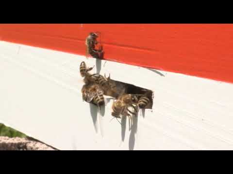 Boja meda ep.14 12.06.2018. - Trulež pčelinjeg legla, med od facelije....