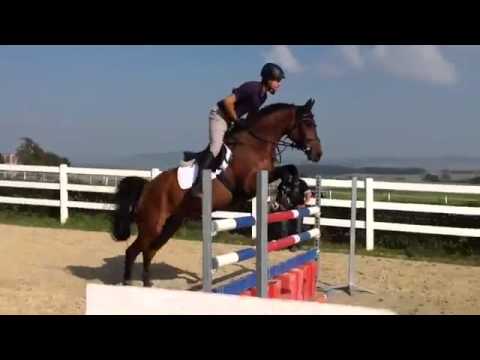 Cassini II 5 jährige Holsteiner Stute für den großen Springsport