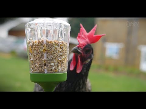 Pickleksak - håller hönsen underhållna och stimulerade | Omlet Sverige