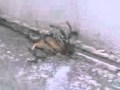 Tunisian Tom And Jerry 3gp