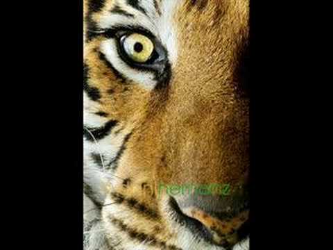 Rockapella - Eye of the Tiger