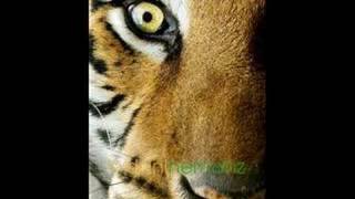 Rockapella - Eye of the Tiger