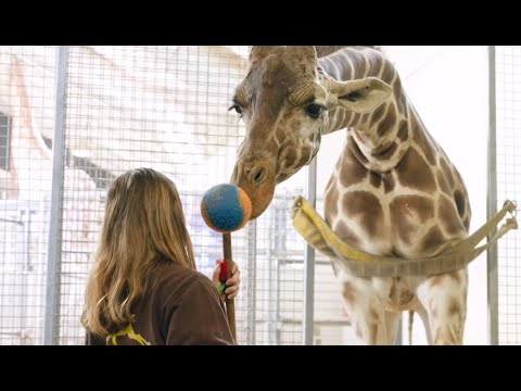 Join us at the Block! Get a Keeper's Eye View of Giraffe Hoof Care Training