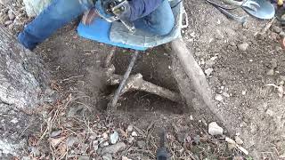 How to Remove Tree Roots for the Dummy at Home!