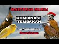 Masteran Murai Batu Kombinasi Teppus Pelatuk Kenari Cililin