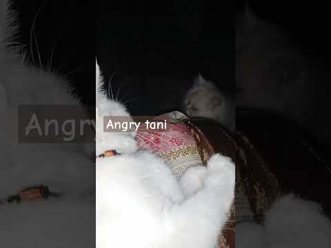 cute cat get offended by his sleeping 😴 place from goli | #cat #catlover #tanicatomeoow #cutecat