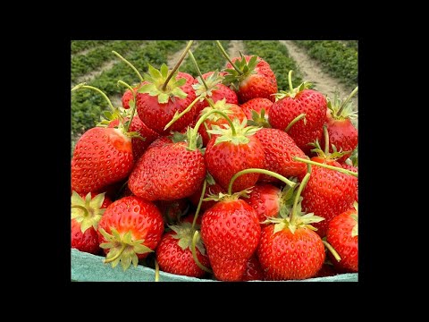 Berry Picking at Emma Lea Farms.  June 25, 2025