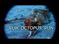 Run, Octopus, Run!