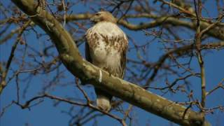 Invoking the Hawk's Spirit