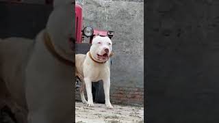 pls like and subscribe my new channel.#pitbull.