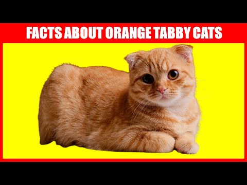 8 Facts About Orange Tabby Cats You Probably Didn't Know