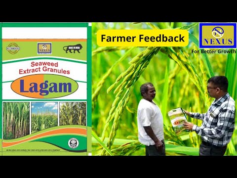 Seaweed Extract Granules