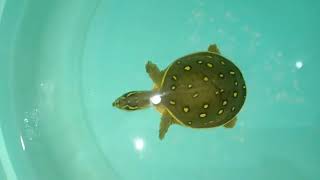 Turtle Video