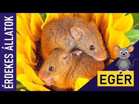 EGÉR | Állatok gyerekeknek | Ismeretterjesztő | Természetfilm | Magyar szókincs bővítése