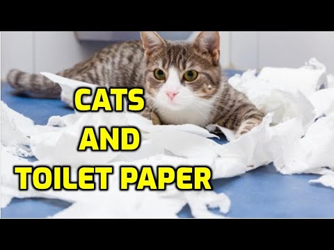 Why Do Cats Shred Toilet Paper?