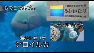 【うみがたり】シロイルカ【上越水族館】