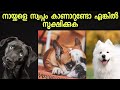നിങ്ങൾ നായകളെ സ്വപ്നം കാണാറുണ്ടോ എങ്