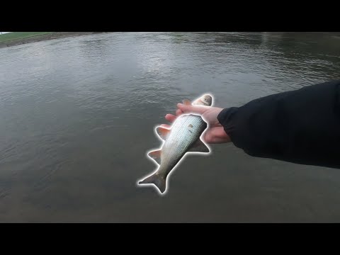 Pecanje Skobalja na Petljaša i Hleba na Nišavi - Ispis