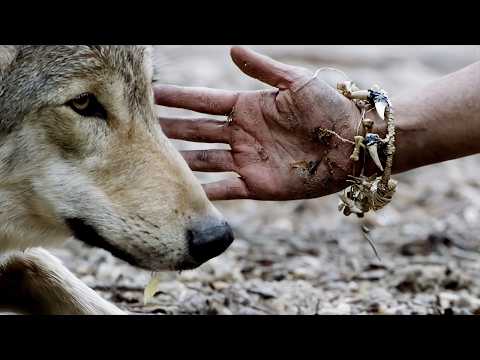 How Dogs Became Our Allies