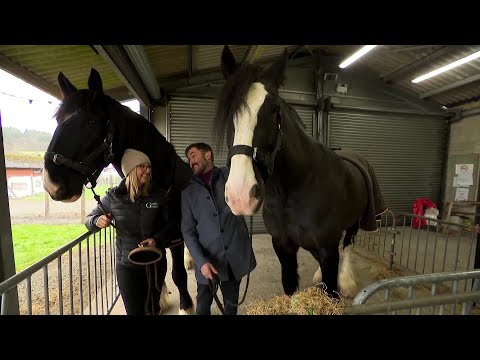 Ceffylau Gwedd ~ Shire Horses