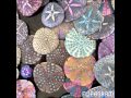 311 Sand dollars