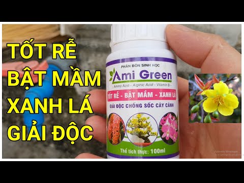 🔴 QBS22196 - TỐT RỄ BẬT MẦM XANH LÁ 0942456100 GIẢI ĐỘC CHO CÂY MAI VÀNG || CÁCH CHĂM CÂY MAI VÀNG