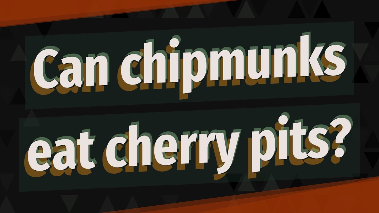 Can Squirrels Eat Cherry Pits? A Guide to the Nutritional Benefits and