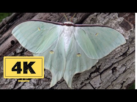 Sweetheart Moonmoth Female: Actias dulcinea - HD 4K Quality No Commentary / Unusual species