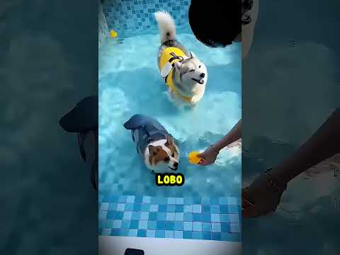 Esses dois cachorro nadaram pela primeira vez! e o dono prometeu um GRANDE presente.🐶😂