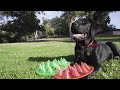 Floppy Spike Flying Dog Frisbee Flying Disc 2018 Rugged Safe Material For Dogs GetSpiked