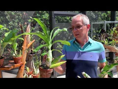 When to start watering Catasetum orchids