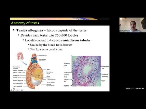 Reproductive System (Anatomy Overview)