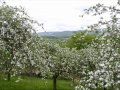 Что тебе подарить человек мой дорогой? 